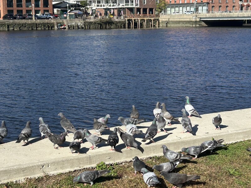 Fall has fully arrived at Westport’s Downtown waterfront.