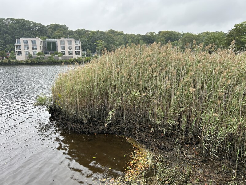 Waterside reeds